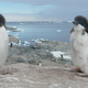 Adélie penguins need an optimal level of sea ice to breed—too much, and access to food is threatened.